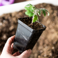 Plant Starters - Seasonal Seedlings (Pre-Order)